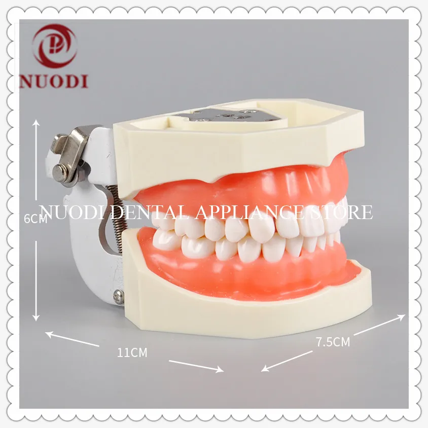 Стандартная Стоматологическая модель зубов для взрослых с резиной sfot для стоматологического образования и практики 28 шт