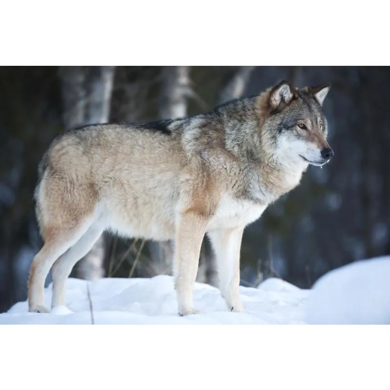 

wolf Canvas Fabric Cloth Poster Custom Art Canvas print Professional Home Wall Decoration