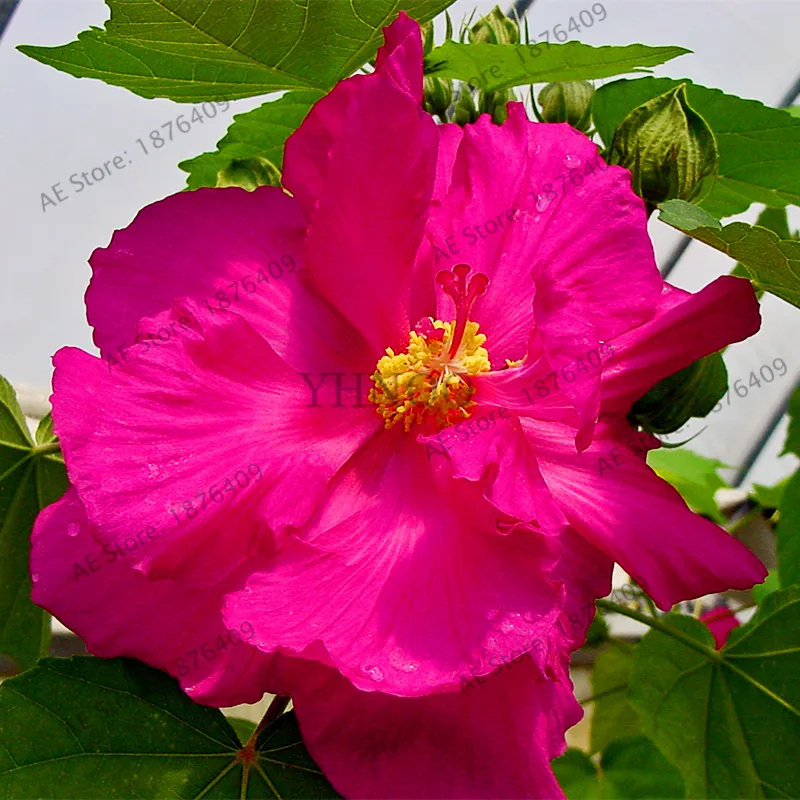 100 шт./пакет бонсай Гибискус flores Гибискус mutabilis цветок, многолетнее растение цветок растения для дома и сада пользы завода - Цвет: 1