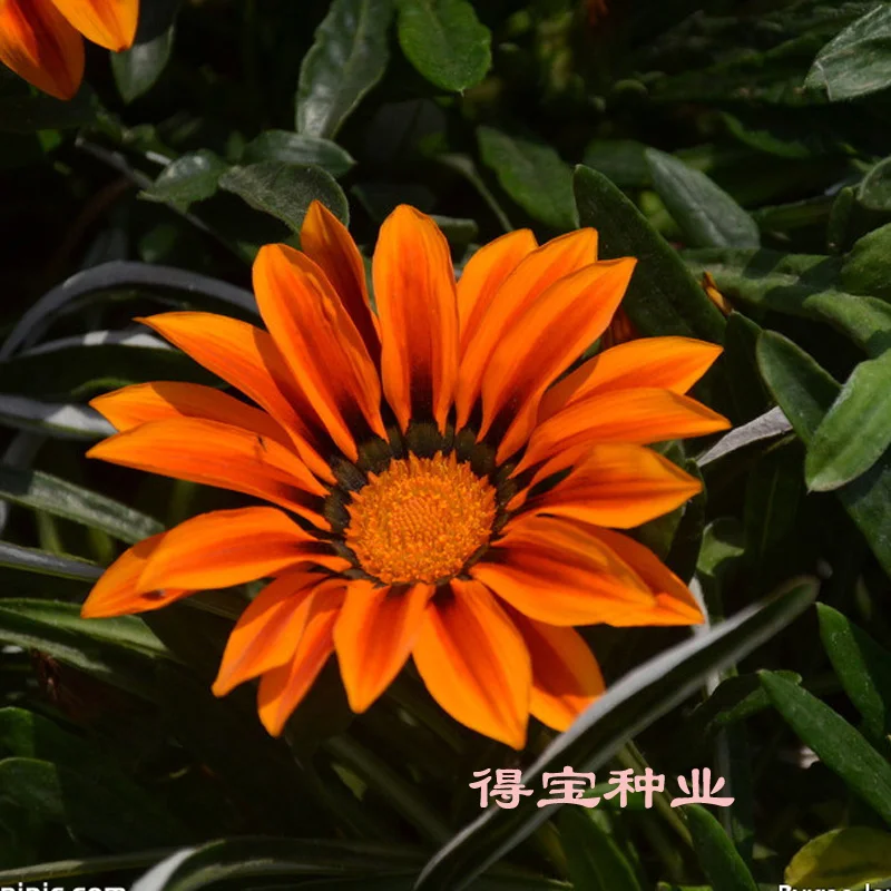 

Blooming Plants Sementes bonsai Medal Mixed Color Medallion Flowers Small Cold 100pcs