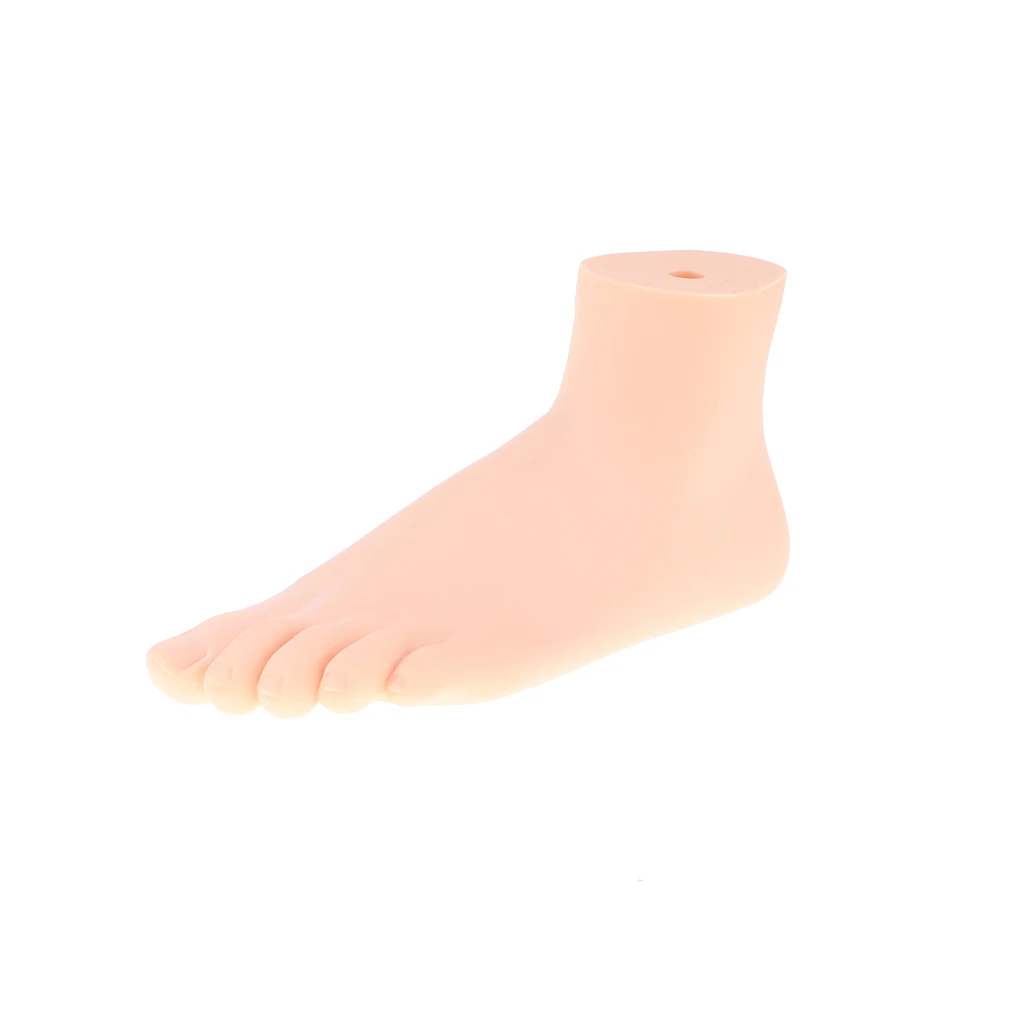 1:1 Lifesize Human Normal/ Arched/ Flat Foot Model with Ligaments Bones Muscles Medical Anatomical Study Kit