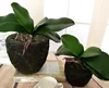 wholesale S M L artificial orchid  leaf  with artificial  roots orchid leaf  arrangement  DIY source material art ► Photo 3/5