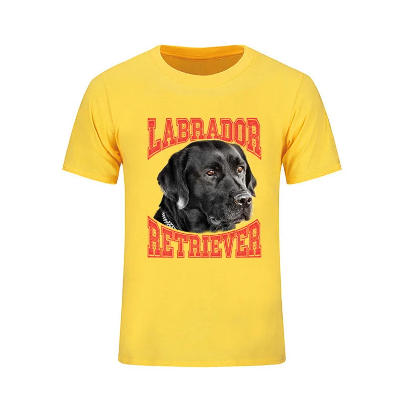 Labrador 13