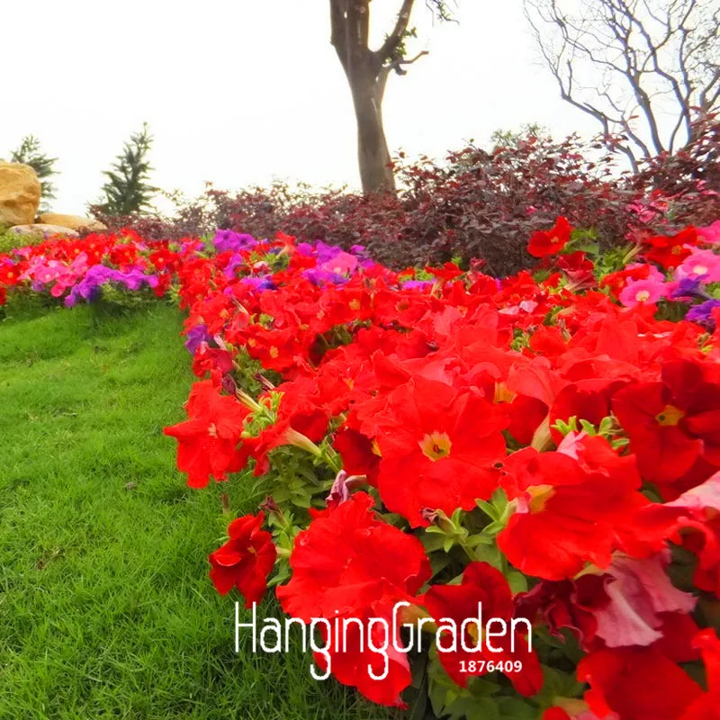 

New Plant 2018!50 Pcs/Lot Petunia Hybrida Plantas Garden Home Bonsai Balcony Flower Red Petunia Flores,#K7QAV9