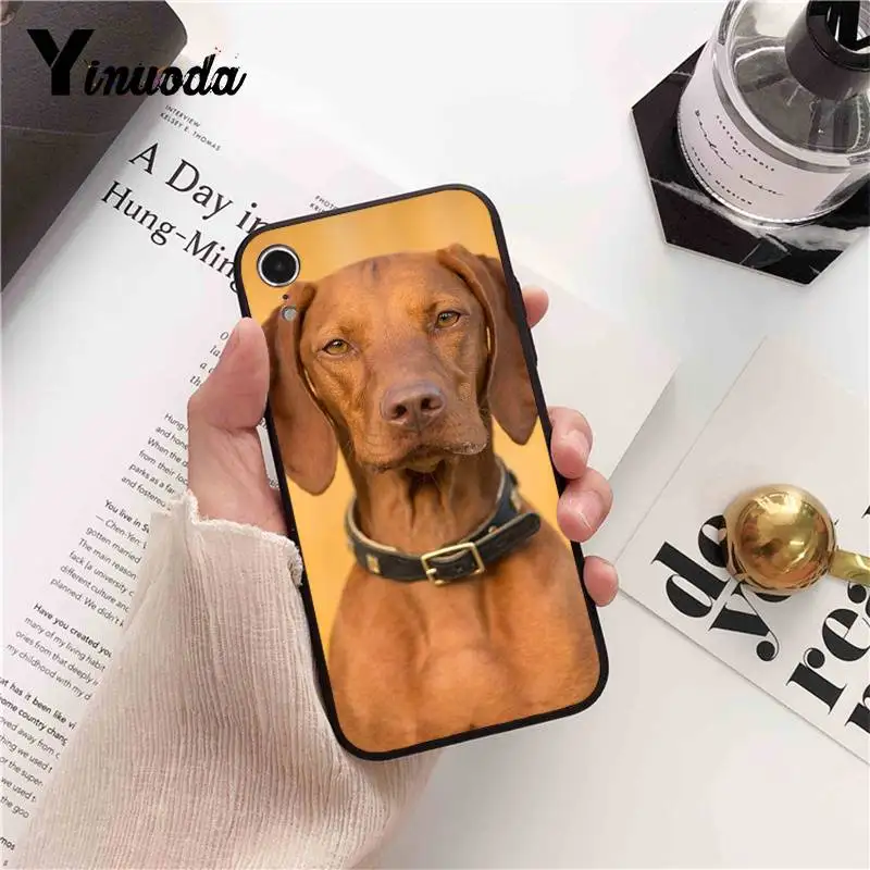 Dachshund Doberman Dog face