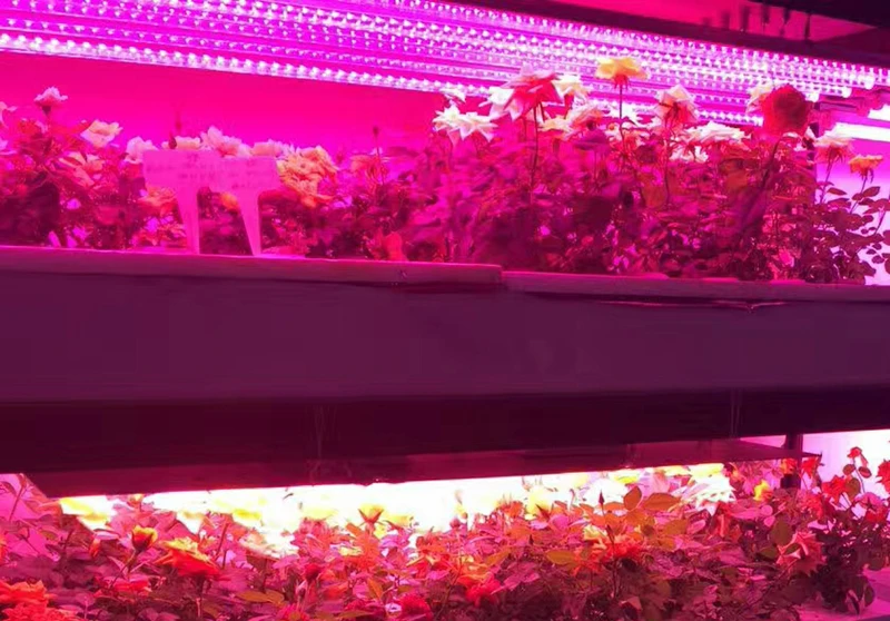 LED Grow (2)