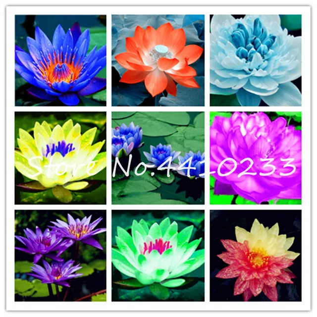 100 original 10 pcs