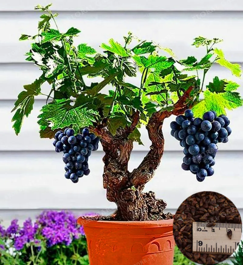

50pcs/bag Very Rare Finger Grape Bonsai Organic Heirloom Fruit Bonsai Natural Growth Grapes Bonsai Pot Plants For Home Garden