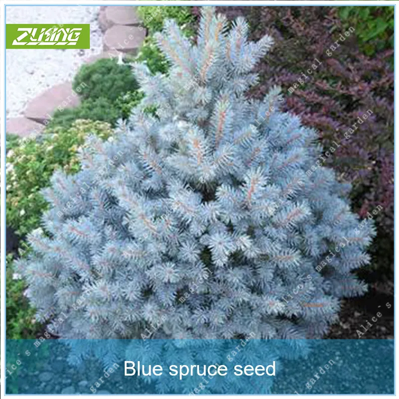 

20pcs Chinese Blue Spruce Tree Bonsai Fresh Beautiful Absorb Harmful Gases Nature Plants Potted Home Garden