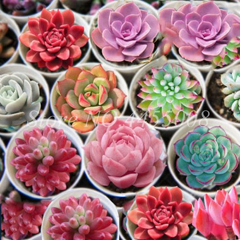 500 pcs/ bag Exotic Mini Succulent Cactus Rare Succulent Perennial Herb Plants Bonsai Pot Flower Indoor for Garden Flore Pot