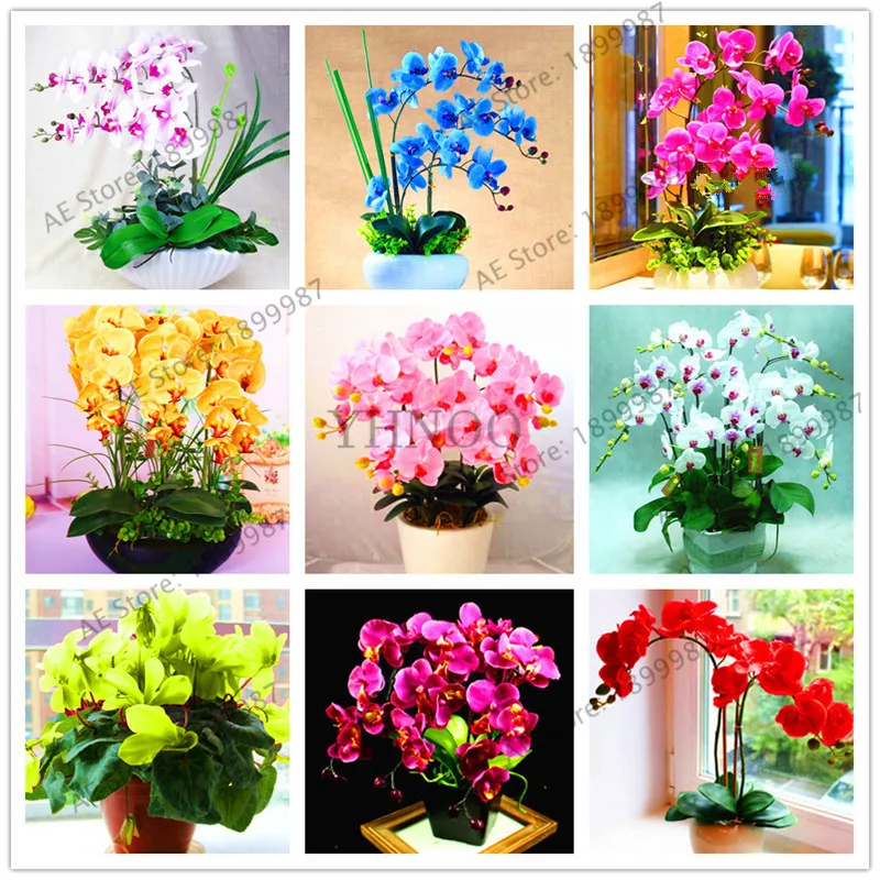 

phalaenopsis orchid plant Indoor desktop flowers When flowering, butterfly orchid bonsailings about 100 Pcs/bag.