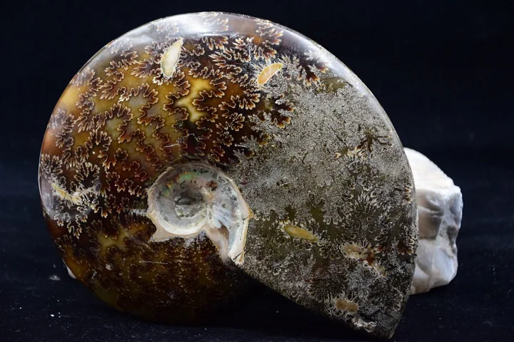 

1378 grams of natural beautiful chrysanthemum conch ammonite fossil specimens of A1 furnishing articles
