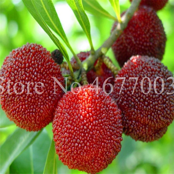 10 Pcs Rare Black Myrica Rubra Bonsai Red Bayberry Bonsai Perennial Arbutus Taste Sweet Fruit Tree Bonsai for Flower Pot Planter