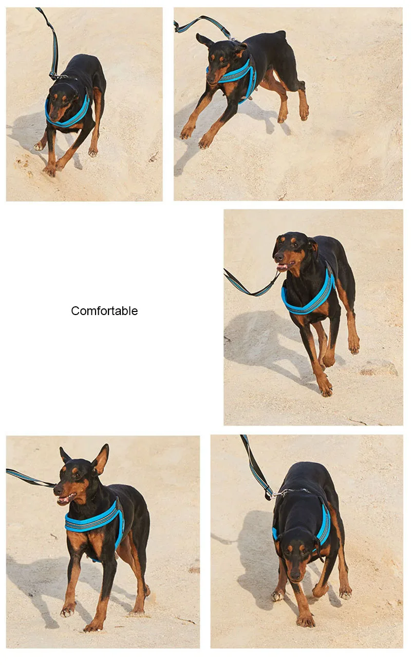 dog harness (6)