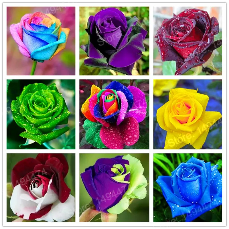 

Hot Sale! 200pcs Rare rose bonsai colorful flower plant special rainbow rose flores popular garden flower plantas Perennial Bush
