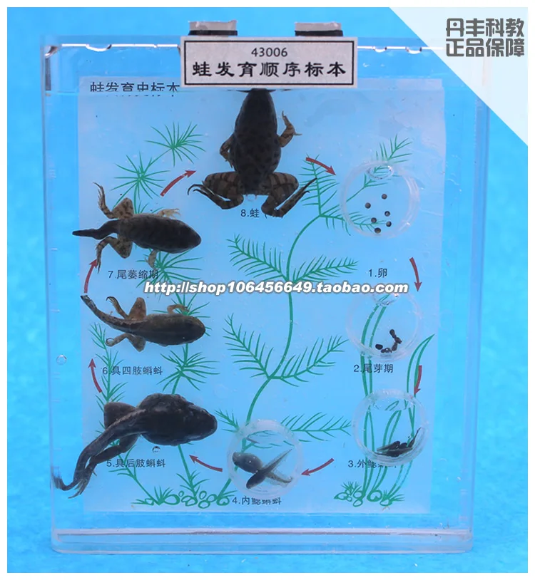 

frog development sequence specimen school biology teaching science equipment