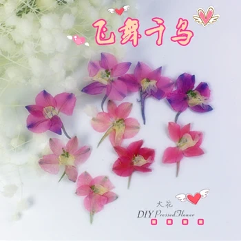 

120pcs Free Shipping Pressed flower dried flower Natural flowers DIY materials Swallow with sticks Chidori flower