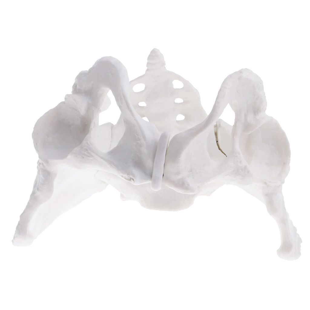 100% brand new 1:1 Female Pelvis Sacrum Pubis Skeleton Anatomical Model Science Educational Toy for School Student Teacher