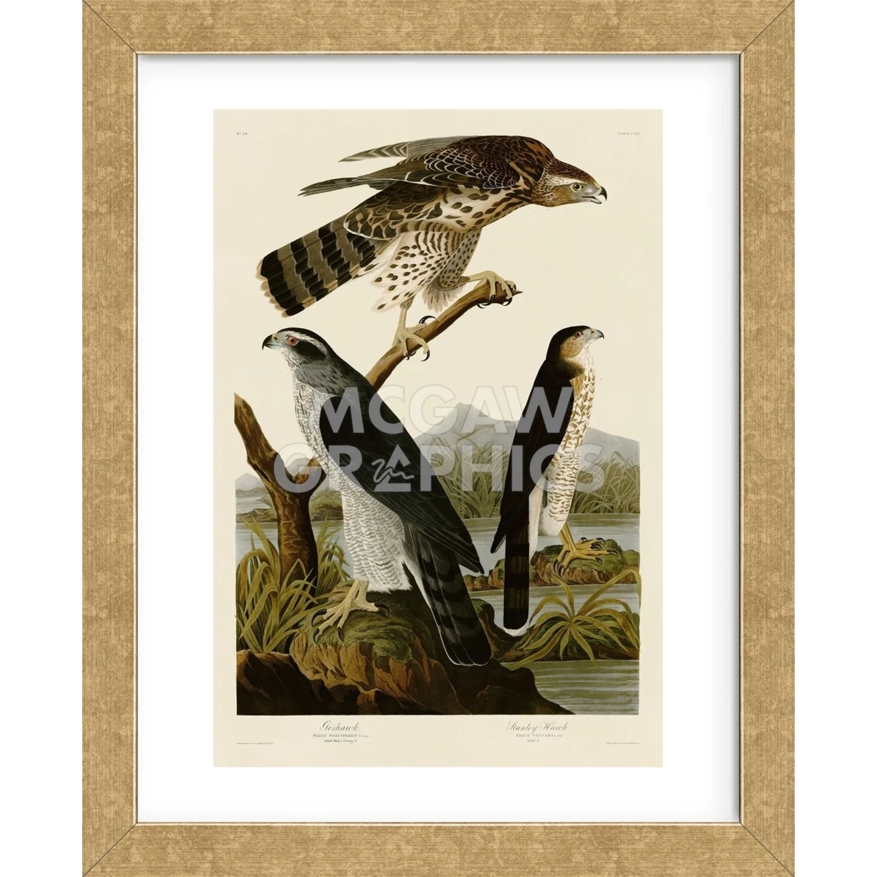 Goshawk and Stanley Hawk (Framed) (2)