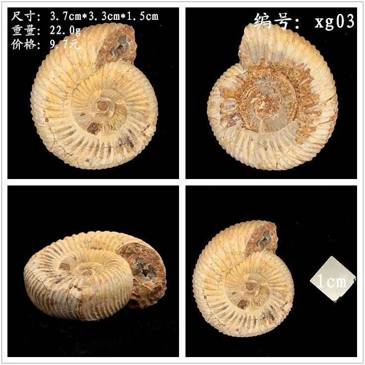 ナチュラル曲がっトランペットパブロフアンモナイトアンモナイト化石石の装飾品指導標本キスラー Kistler Aliexpress