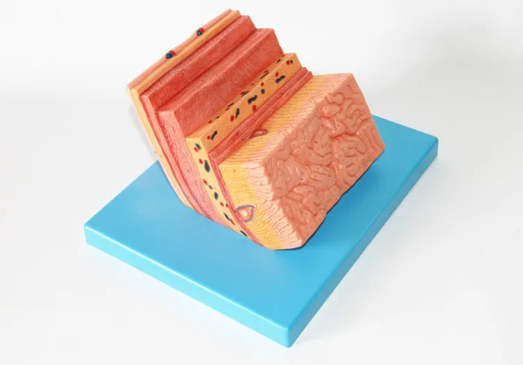 Human Stomach Anatomical Model Wall Zoom Digestive System 13*17*19cm Free Shipping Medical Teaching Aids | Канцтовары для офиса и