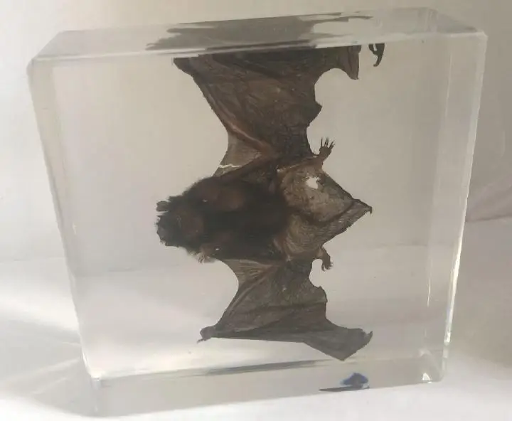 Китайский Pipistrelle летучая мышь образец животного в прозрачном акриловом Lucite Paperweight ювелирные изделия TAXIDERMY подарок