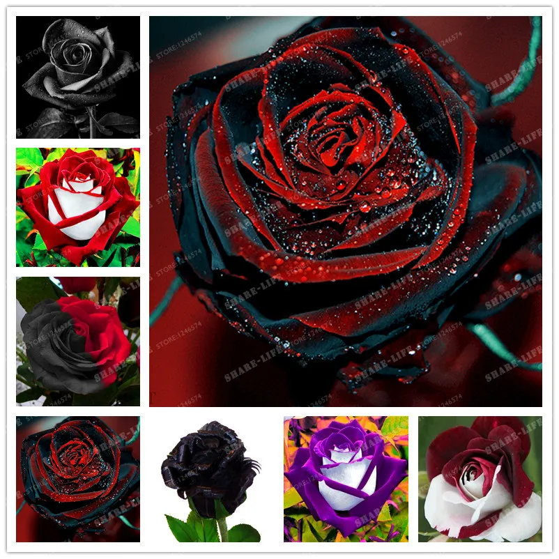 

So Beautiful Roses 100 Pcs/bag Germany Rare Dragon Rose Bonsai Flowering Plants For Diy Home Garden & Balcony Mix Colors