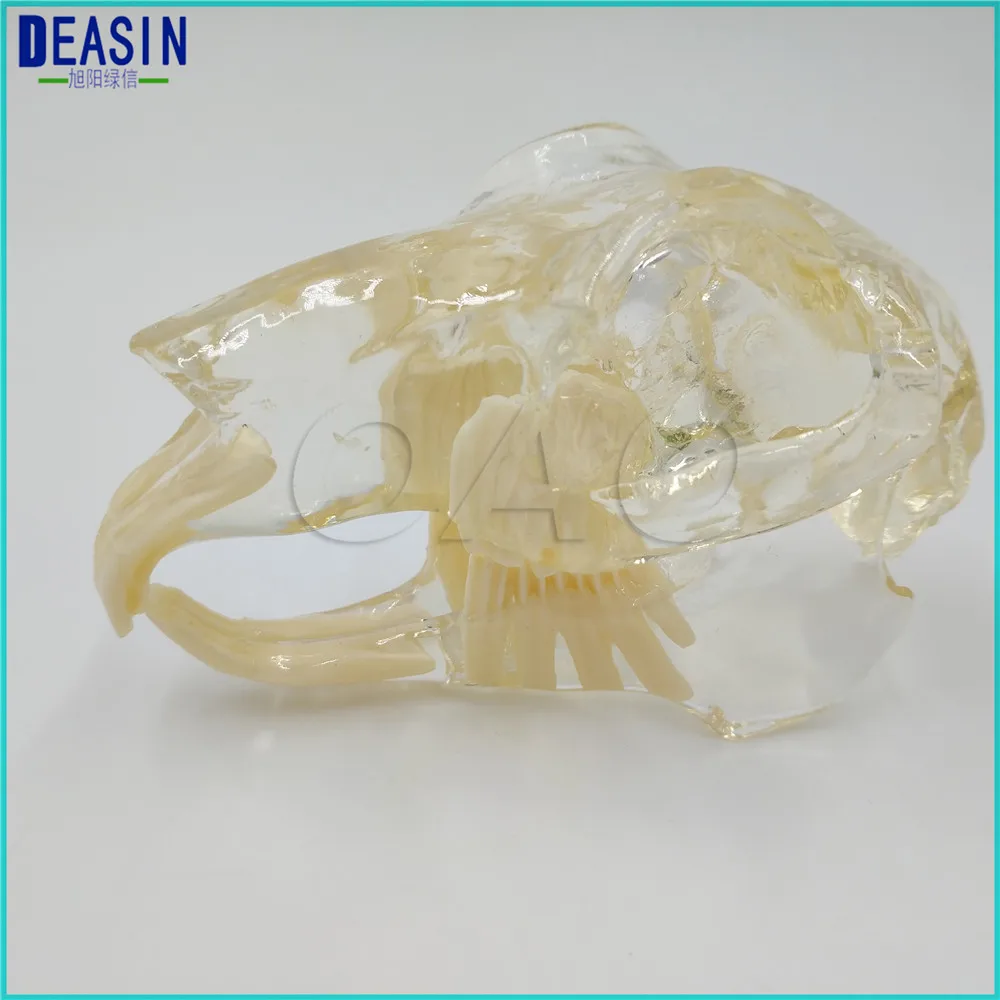 

Teaching Dental Teeth Model Rabbit Tooth Model Catamount Rabbit's teeth Cat Dentition Model