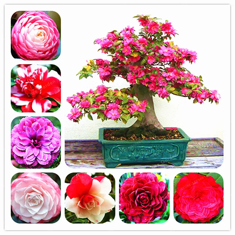 Camellia Bonsai100% реальный общий Camellia бонсай горшечные цветы бонсай растения 24 цвета 2 частицы/упаковка