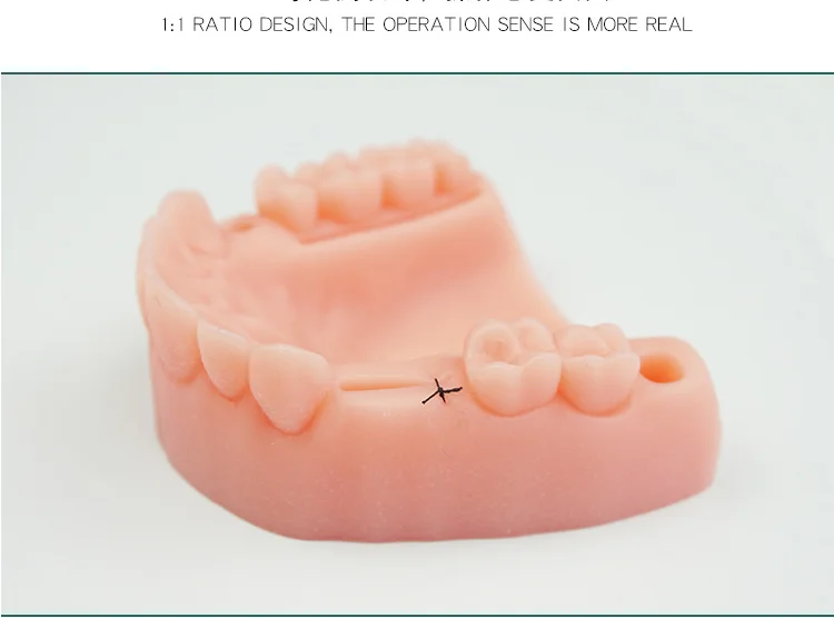  Gum suture oral suture training module medical teaching silicone periodontitis suture training - 32906479602