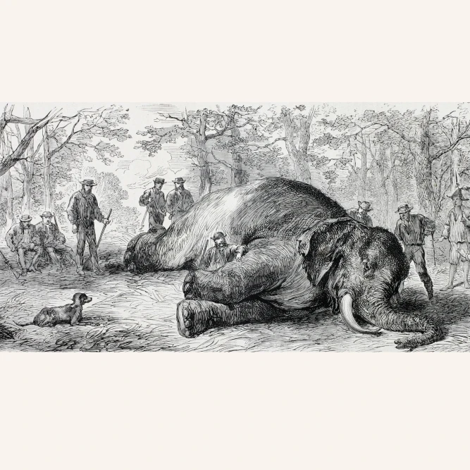 Elephant Hunting In Africa In The 1860's. From L'univers Illustre Published In Paris In 1868. Poster Print (36 x 24)