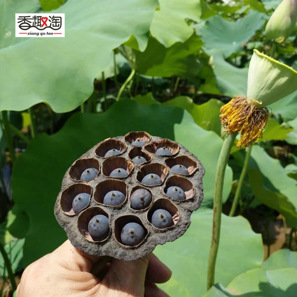 

2019 new photography accessories decoration Natural lotus particles for christmas diy crafts children supplies 5pcs