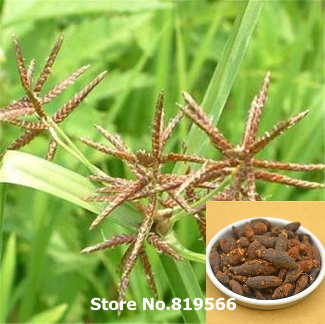chinese Dried Cyperus rotundus 100g natural Nutsedge herbal xiangfuzi
