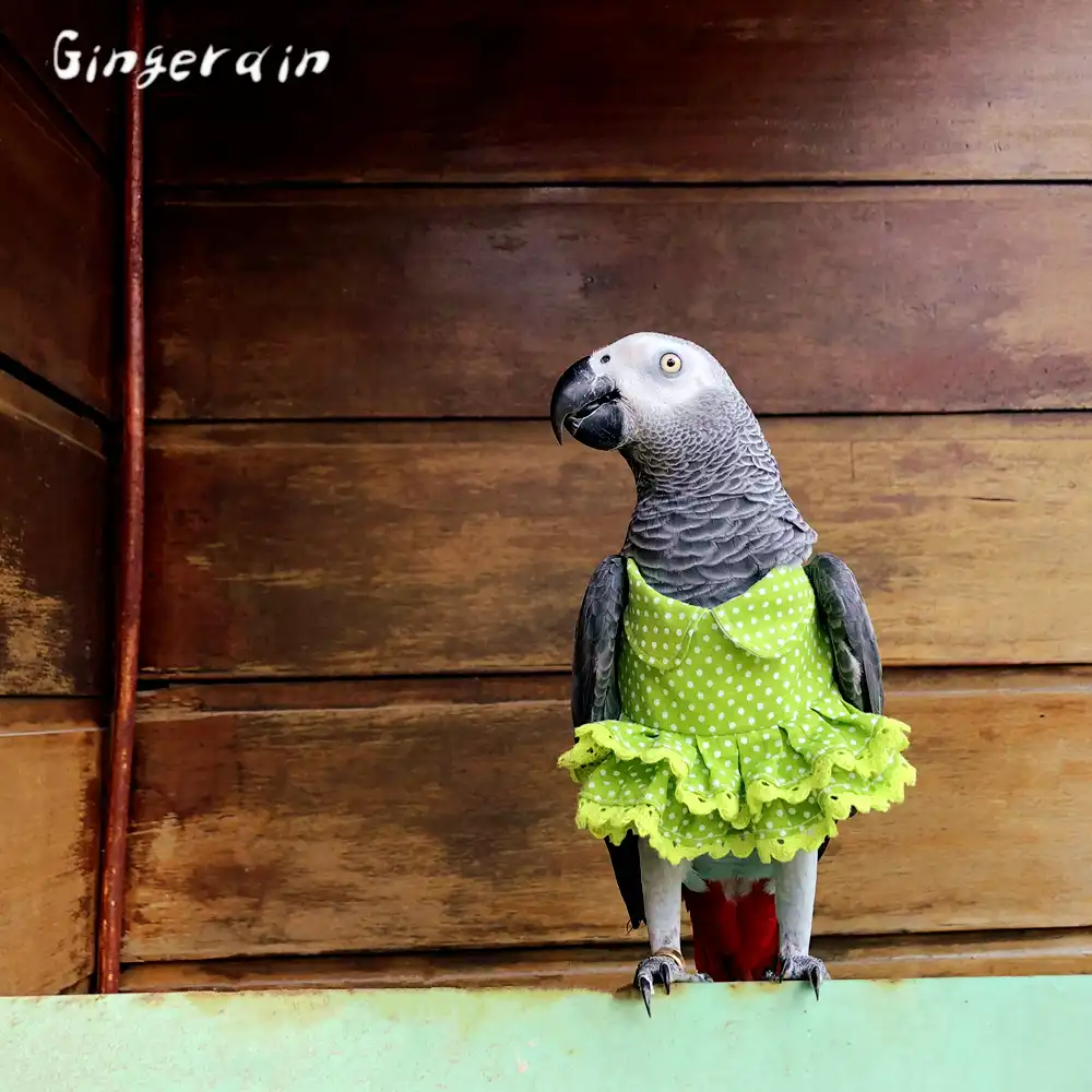 Parrot Clothes Pet Bird Clothes Bird Clothes Birds Flight Suit
