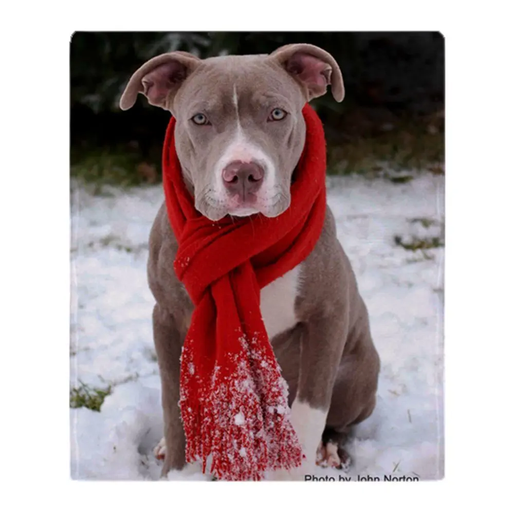 Holiday Pit Bull With Red Scarf Soft Fleece Throw Blanket Warm Cozy Bed