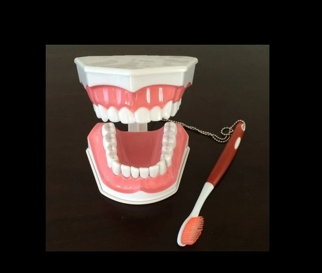 

Dental lab instrument for Tooth Care child kid Dental Teaching Study Model Adult Standard Typodont Demonstration