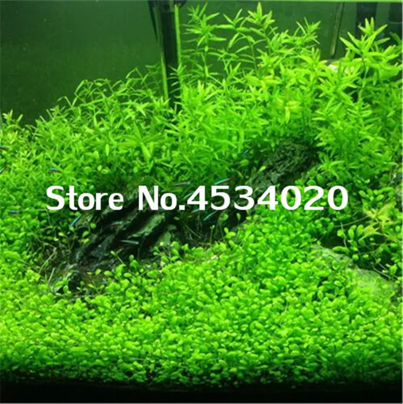 1000 pcs Rare Aquarium Planter Java Moss Grass bonsai Raros Gifts Plants Aquario Fish Tank Aquatic for Home Garden decoration 1000 pcs Rare Aquarium Planter Java Moss Grass bonsai Raros Gifts Plants Aquario Fish Tank Aquatic for Home Garden decoration