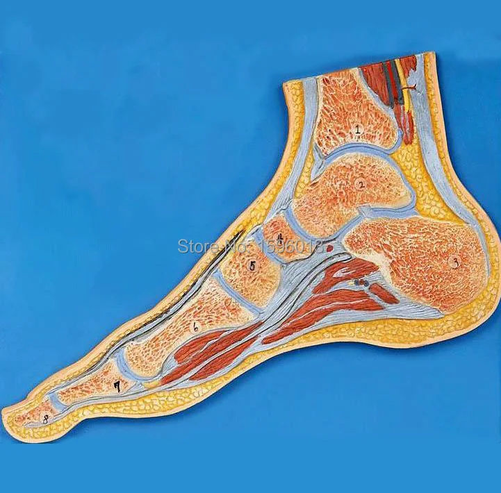 Foot Section Model, Anatomical Foot Model Medical Science AliExpress
