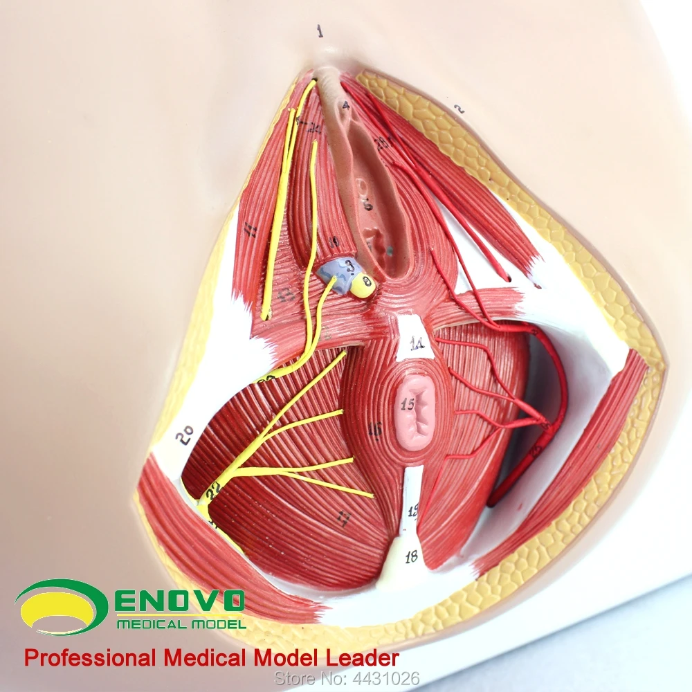 ENOVO модель женской промежности сосудистого нерва тазового дна, анатомическая модель гинекологического урологического отделения