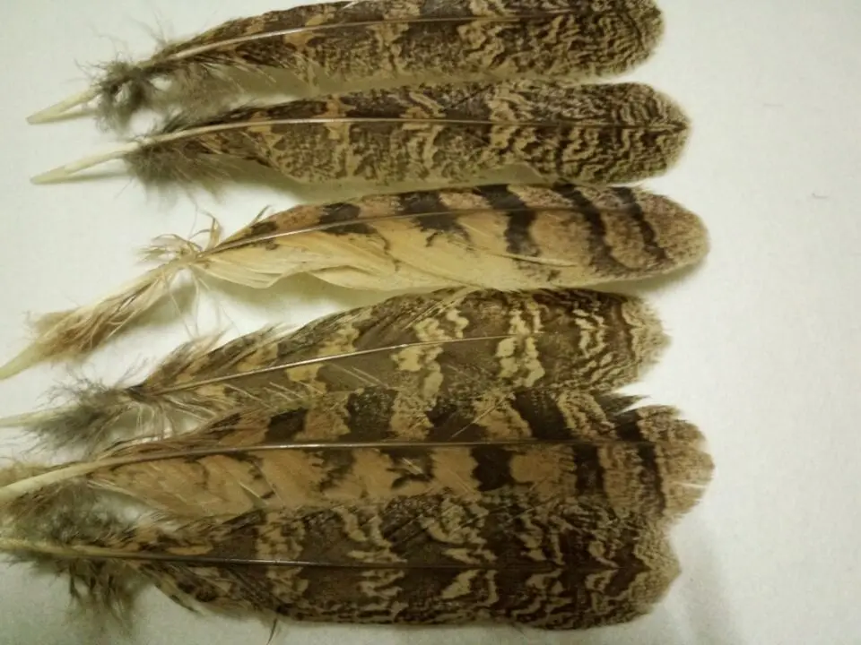 Wholesale perfect 10pcs high quality natural Owl tail feathers 7 10inch