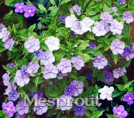 

Hot Sale 20 Pcs a Bag Raro Deep Blue Brunfelsia Bonsai Orquideas Para Plantar Bonsai Decor Garden Las Vegas De Fleurs New