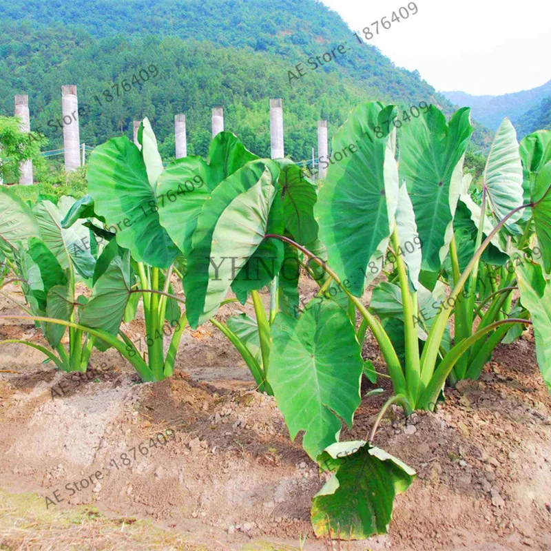 100 шт Alocasia Macrorrhiza бонсай гигантское Таро Флорес сад слон ухо Таро растения декоративные листья, съедобный корень овощи