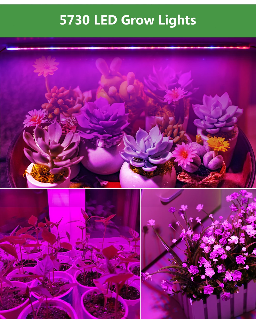 LED Grow Light DC12V (17)