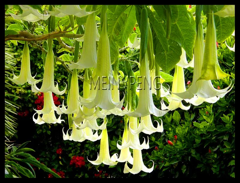 

Loss Promotion!Datura flower bonsai Tropical Plant garden aromatic White Angels Trumpet flower indoor bonsai for home garden