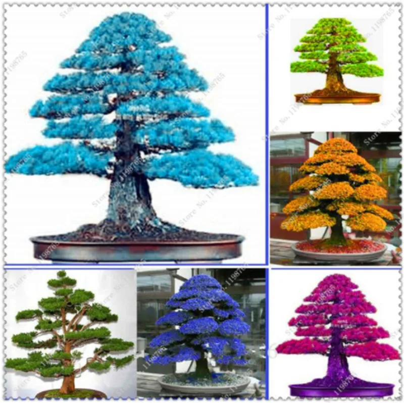 

Details about 100PCS Rare Tree bonsais Bonsai Plant JAPANESE Cedar