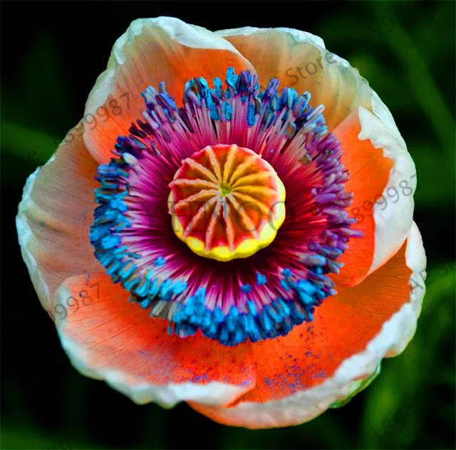 

Big Promotion!100PCS Dainty Purple And Red Poppy flores Double Petals Flower plantas Pot Bonsai DIY Home Garden Plants,#FKIY7C