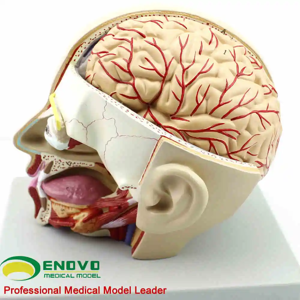 US $144.41 KeyWord anatomical model oral otorhinolaryngology sagittal sinus