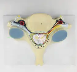 Раздел 5 шейного отдела спинного мозга и спинного нерва увеличение модель поперечный шейного отдела спинного мозга увеличение модель