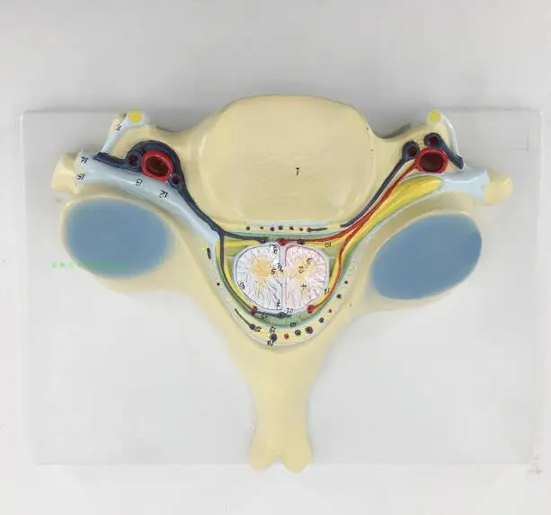 Section 5 cervical spinal cord and spinal nerve magnification model transverse cervical spinal cord magnification model Section 5 cervical spinal cord and spinal nerve magnification model transverse cervical spinal cord magnification model