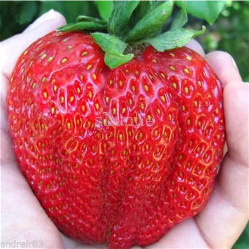 100 Pcs Rarest Heirloom Super Giant Japan Red Strawberry Organic Juicy